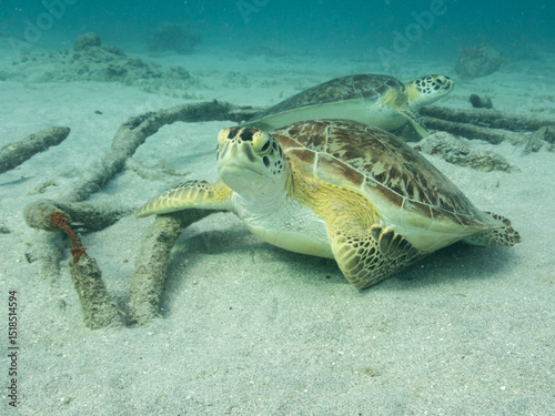 Sea turtles
