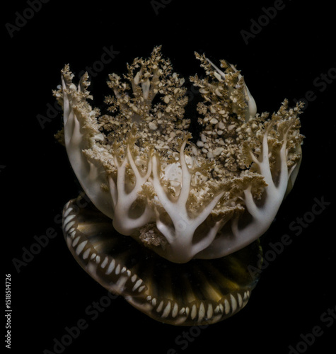 Cassiopeia upside down jelly fish