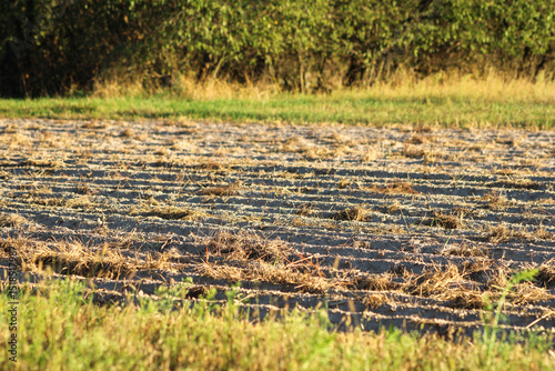 A dry, grassy field with patches of exposed soil, giving a rugged and natural outdoor feel	
