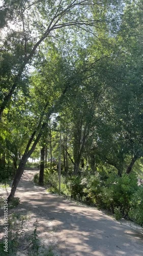 Fluffy Pollen Blowing Through Urban Park Trees in Spring Breeze, highlighting seasonal allergy triggers and the challenges many face during allergy season