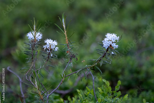 Rhododendron tomentosum (syn. Ledum palustre), commonly known as Marsh Labrador tea, northern Labrador tea or wild rosemary