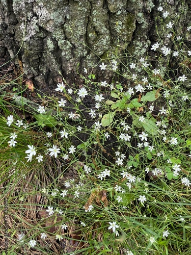 White Wildflowers Growing at the Base of a Tree in the Forest