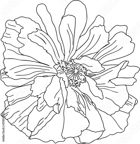 Poppy seed flower outline hand-drawn illustration in minimalist style. Line art botanical sketch, doodle. Great for wedding decor, invitation, happy birthday cards, textile design, colouring books