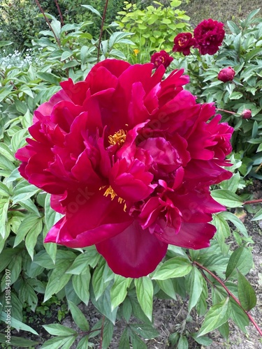 Vibrant Red Peony Flower in Full Bloom in Garden