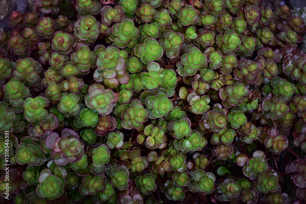 Fototapeta premium Green Plants