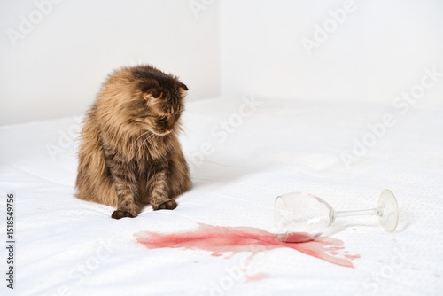 Fluffy cat gazes at toppled wine glass on white surface. Red wine stain spreads, contrasting with pristine background. Bright lighting emphasizes scenes playful yet messy nature