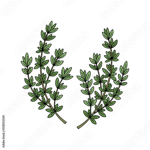 Illustration of Two Fresh Green Thyme Sprigs with Multiple Small Leaves on Stems