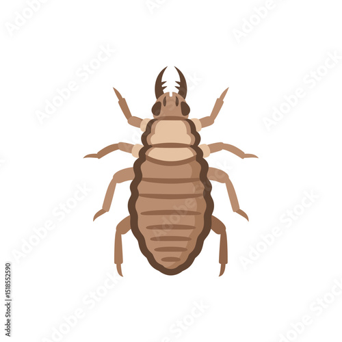 Brown Louse Insect Clipart Illustration, Dorsal View of Head Louse or Body Louse