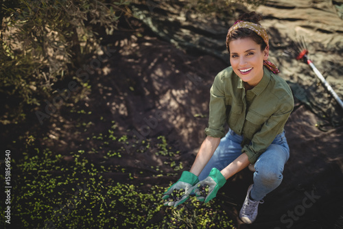Hispanic woman kneeling beneath olive tree on black tarp, harvesting olives with gloves, copy space
