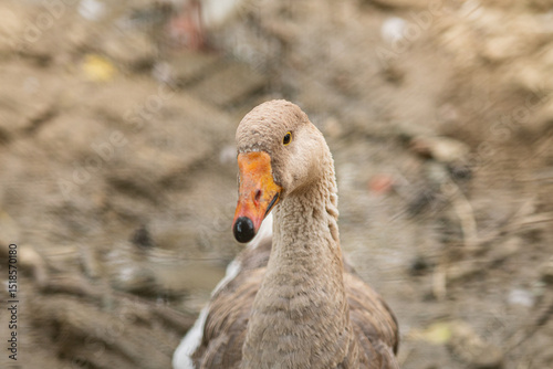Graceful Geese and Playful Ducks: Tranquil Wildlife Moments