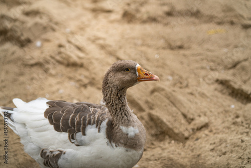 Graceful Geese and Playful Ducks: Tranquil Wildlife Moments