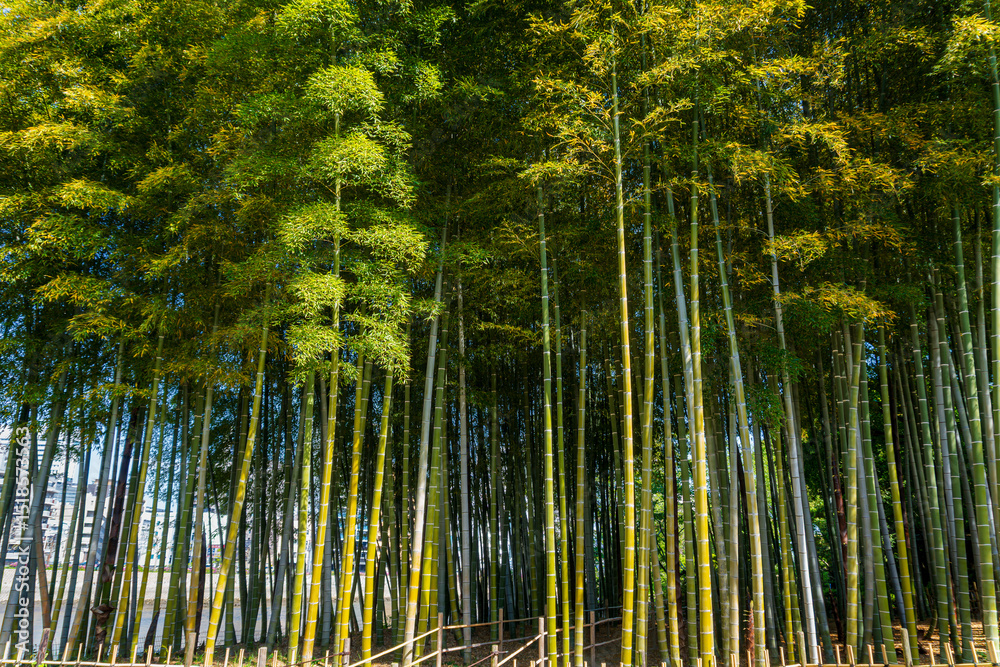 Fototapeta premium Tall green bamboo forest with dense vertical stalks and lush foliage under bright daylight near an urban area