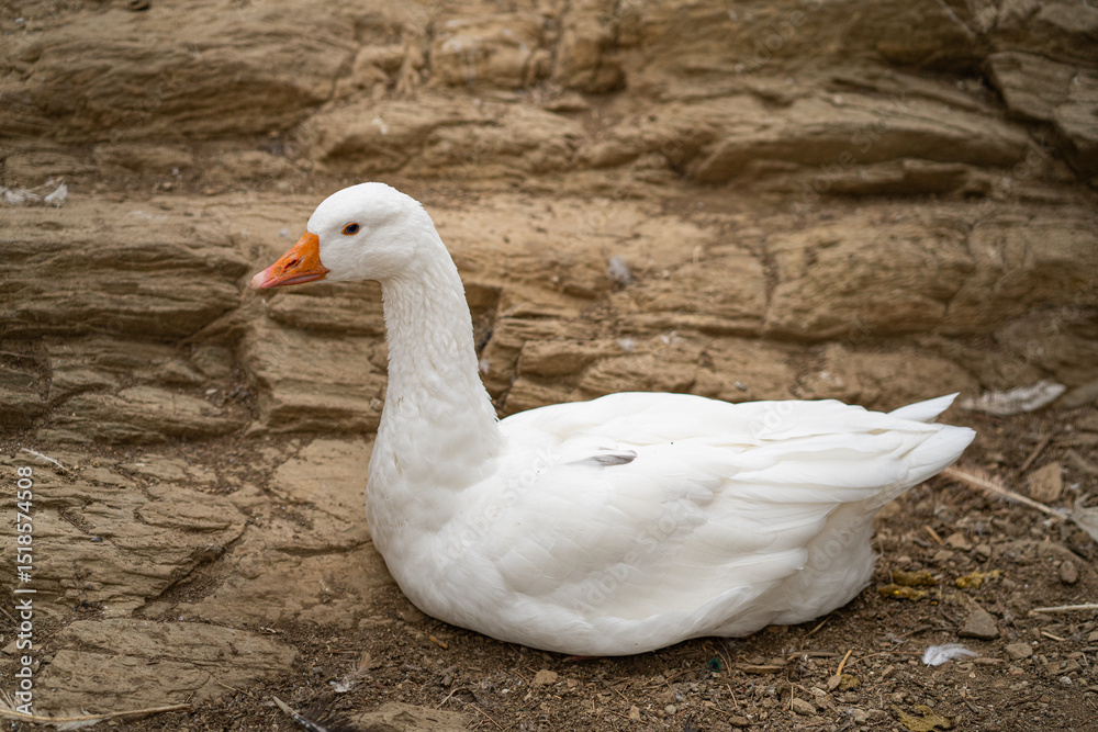 Fototapeta premium Graceful Geese and Playful Ducks: Tranquil Wildlife Moments