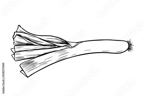 Leek vegetable hand drawn black and white outline vector illustration. Minimalist root vegetable sketch with long stalks and leaves. Graphic line art of fresh leek for farm to table labels, packaging.