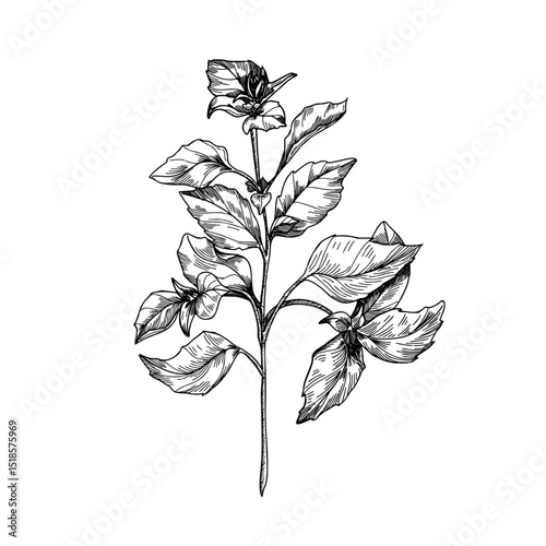 Basil sprig hand drawn black and white outline vector illustration. Basil plant hand drawing engraving. Aromatic herb line art sketch for packaging, natural food labels, and organic product package.