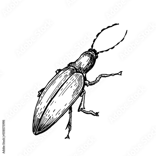 Long shaped beetle hand drawn black and white outline vector illustration. Minimalist insect line art sketch as weevil or firefly for botanical books, entomology prints, and nature themed designs.