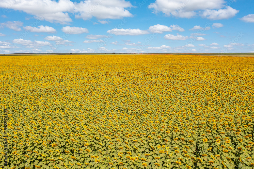 Obraz premium A big yellow field of sunflowers near Brasília, Brazil, with blue skies in the background.
