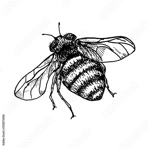 Bumblebee hand drawn black and white outline vector botanical illustration. Bee monochrome drawing. Buzzing insects by ink sketch for entomology art, garden product packaging, and honey label.