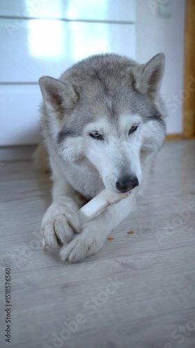 Vertical video -A wolf-like husky dog ​​with a fawn color and multi-colored eyes is lying on the floor. And gnawing on a medium size white bone, a treat made of tendons, holding it with his paws