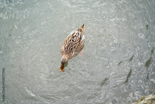 Graceful Geese and Playful Ducks: Tranquil Wildlife Moments photo