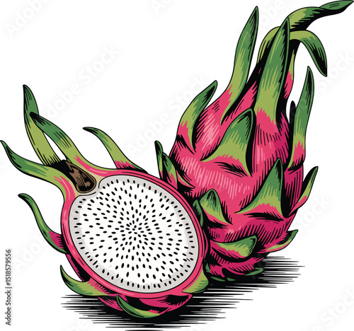 vector illustration of a dragon fruit