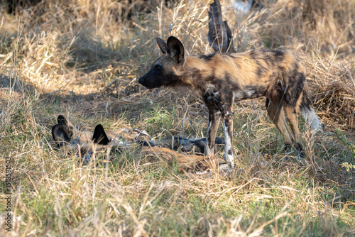 endangered pack of painted dogs resting in grassland in one of botswana's game reserves