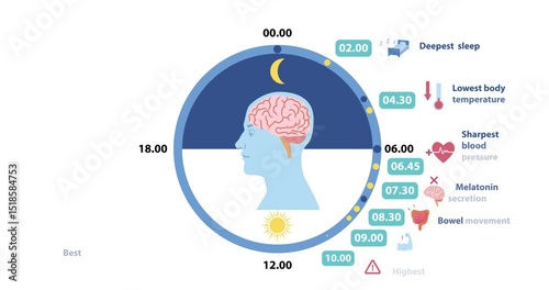 Circadian rhythm infographic. Moving banner with human silhouette and daily cycle of body. Chart with daily routine and lifestyle schedule depending on time. Flat graphic animated cartoon