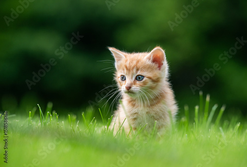 Cute yellow kitten sitting in the grass
