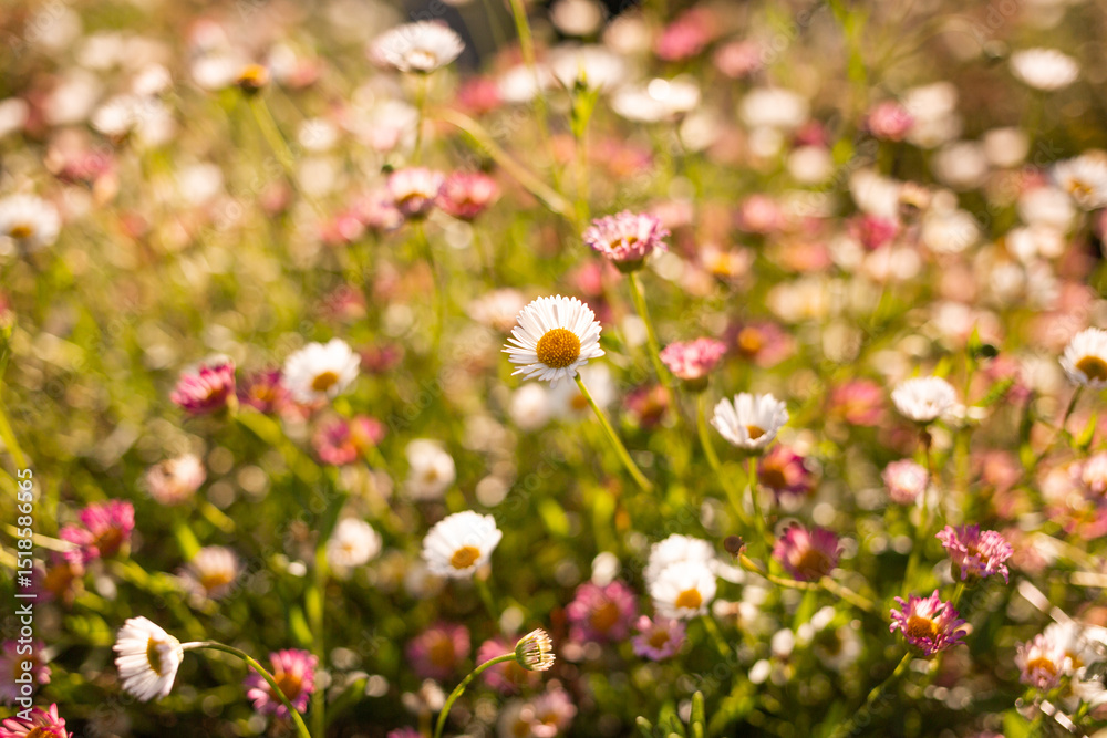 Champ de pâquerettes blanches et roses au soleil éclairées en contre-jour Champ de pâquerettes blanches et roses au soleil éclairées en contre-jour