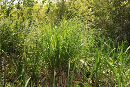 A swamp dense with vegetation. Ukrainian Polissia, Chernihiv region. photo