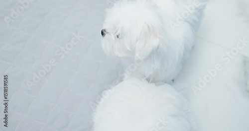 maltipoo puppies playing in the house