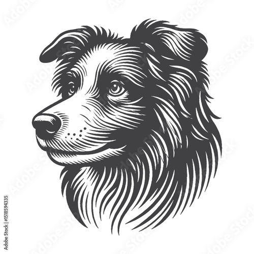Vintage Hand-Drawn Border Collie Illustration – Head Side Portrait Engraved Style Vector for T-Shirts, Posters, Stickers, and Herding Dog Themes Apparel