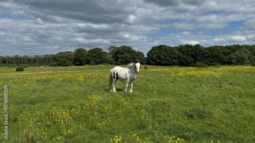 
Horse in Green Field

