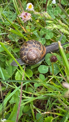 
Snail in the grass after rain
