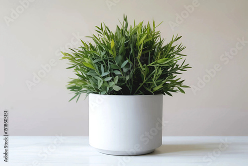 Green Plant In White Pot Interior Decor