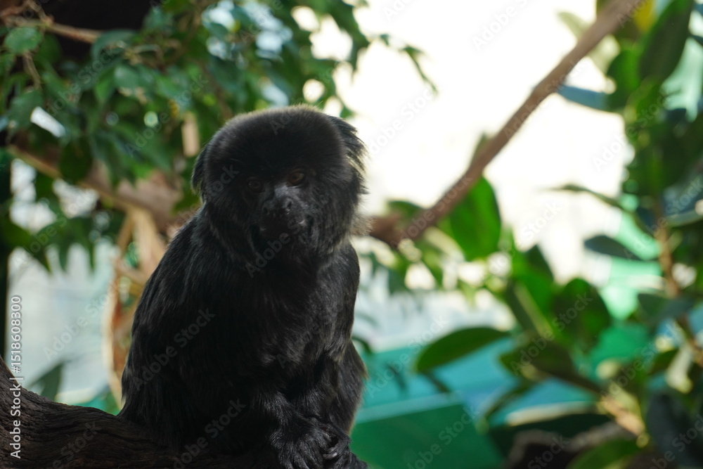 Obraz premium A black howler monkey