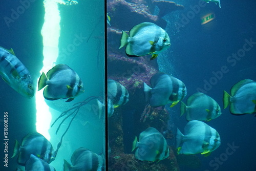 Fototapeta Naklejka Na Ścianę i Meble -  fish swim gracefully through the water