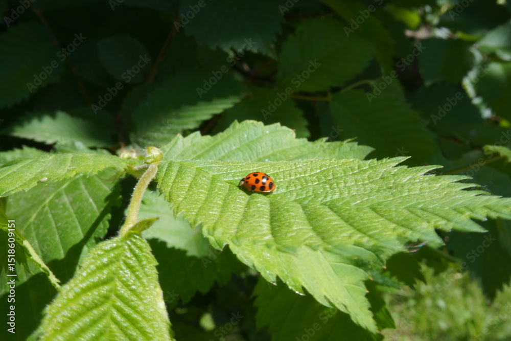 A vibrant ladybug rests on a fresh green leaf A vibrant ladybug rests on a fresh green leaf