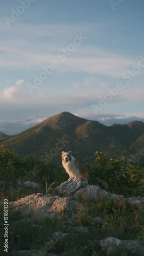 Border collie red and white dog sit on rocks in the mountains looking at the camera in the rays of the setting sun