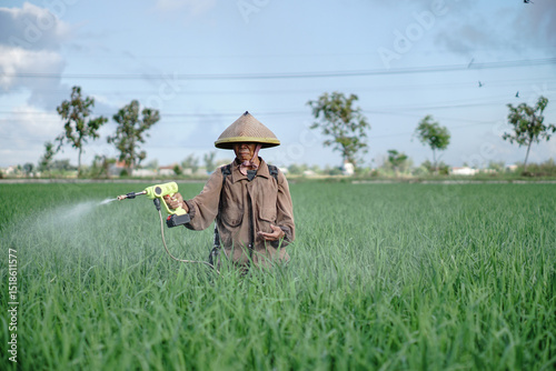 A senior male farmer spraying pesticide on rice green field. Protect rice field from plant pests. Elder working at nature.