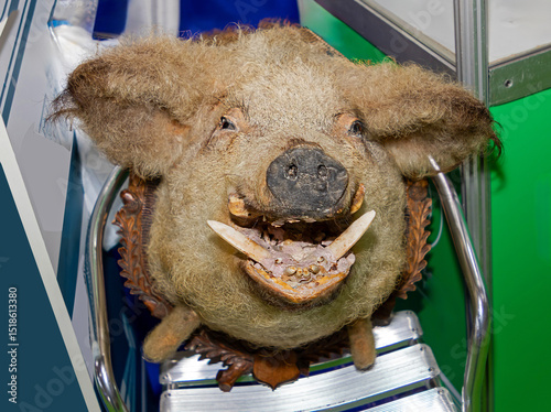 Mangalica pig head taxidermy