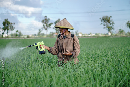 A senior male farmer spraying pesticide on rice green field. Protect rice field from plant pests. Elder working at nature.