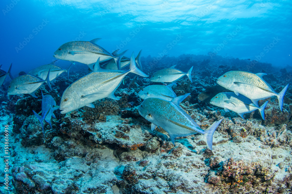 Fototapeta premium Jackfish, French Polynesia