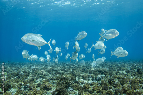 Fototapeta Naklejka Na Ścianę i Meble -  Jackfish, French Polynesia