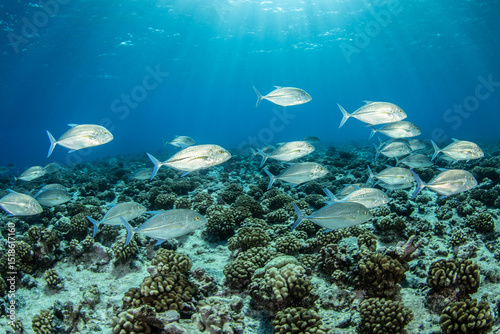 Fototapeta Naklejka Na Ścianę i Meble -  Jackfish, French Polynesia