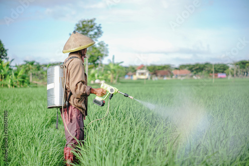 A senior male farmer spraying pesticide on rice green field. Protect rice field from plant pests. Elder working at nature.