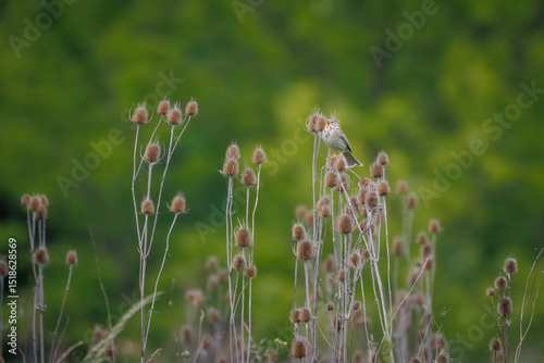 Fotografija A male Corn Bunting sits on a dry wild teasel plant and sings on a cloudy spring day