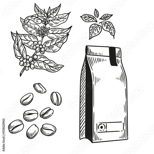 Set of vintage coffee illustrations hand-drawn in ink. Original drawings of coffee, a coffee plant, and coffee beans.