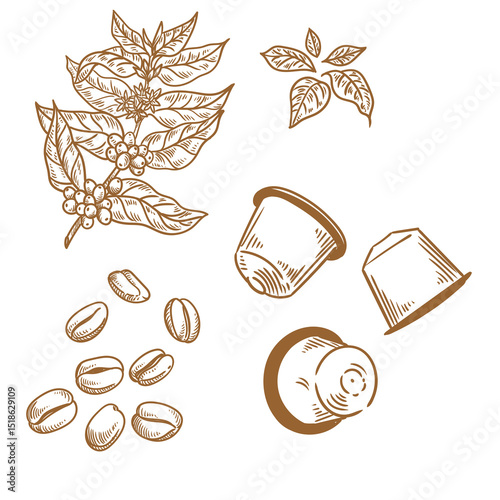 Set of vintage coffee illustrations hand-drawn in ink. Original drawings of coffee, a coffee plant, and coffee beans.