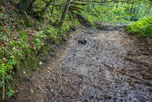 A dried-up stream in the forest in the hot summer